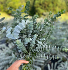 Fresh Eucalyptus Shower Bundle  Aromatic Eucalyptus Bunch For Decor  Weddings