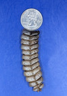 Nice Genuine Western Diamondback Rattlesnake Rattle  3-15