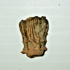 Tholocrinus Spinosus Crinoid Glen Dean Formation Grayson County  Kentucky