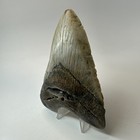 Megalodon Shark Tooth 5 13 Inch  Beautiful - Authentic Fossil - Real Teeth 20324