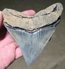 Rare Colors  Large Serrated Georgia Megalodon  Prehistoric Shark Tooth Fossil 