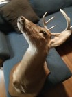 6 Point Whitetail Deer Buck Head Shoulder Mount Antlers Taxidermy