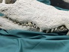 20 Inch Large Crocodile Skull Specimen Animal Decor Collection Education