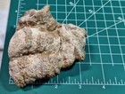 Large Fossil Horn Coral Rugose With 3 Branches - Devonian - Michigan