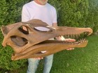 Large 31    Spinosaurus Skull Replica Museum Quality 