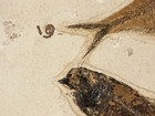 Two Species  Two Fish Fossils With A Snail And Coprolite From Wyoming 1505gr