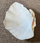 Large Approximate 13 X 10 5  Clam Shell Real Natural - Sea - Ocean 7 5 Lbs