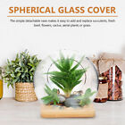 Glass Succulent Planter Micro Landscape Vase Glass Flower Plants