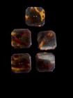 Antique Extra Large Turtle Shell Buttons X 5
