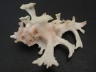 Wow Spines   homalocantha Anatomica W o 48 3mm philippines Seashell