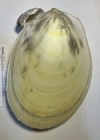 Acesta Philippinensis - File Clam - South China Sea  Great Shape  175 Mm