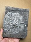 1020g Nice Triassic Natural Crinoid Specimen Geologic Rock
