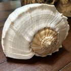 Vintage Huge 14    Lightning Whelk Shell Gulf Coast Sea Shell Coastal Nautical