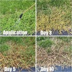 Quinclorac 1 5 L - 1 2 Gal   Compare To Drive Xlr8- Kills Crabgrass