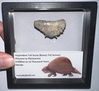 Framed Rare Ice Age Fossil Glyptodont Tail Scute Bone Armor Lot  One Per Order 