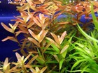 5 Stems Rotala Rotundifolia Live Aquarium Plants Beautiful    Free S h    