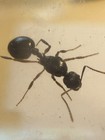 Aphaenogaster Ant Queen W 100  Workers And  Brood  1