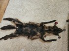 Beautiful Coydog Pelt With Sunmer Coat - Christmas Sale  