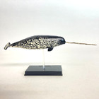 3d Capsule Encyclopedia Marine Mammal Mini Figure Narwhal Skeleton Takara Tomy