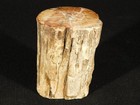 Nice Bark  Long 225 Million Year Old  Polished Petrified Wood Fossil 367gr