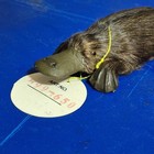 Vintage  Australian Mud Platypus Figure Australian Made Adorable 5 5  Long