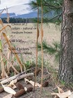 Bowyer Crafted Hickory Longbow   68      Light Draw For Family Archery Fun