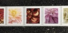 2025usa  5982-5991a Forever Dahlias - Plate Number Pnc Coil Strip 10 Mint