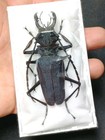 Psalidognathus Friendii Superbus Sp  72mm   Blue green
