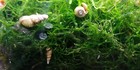 12 Algae Eaters Snails  Malaysian Trumpet Mts   Free Aquatic Plants  Free Ship