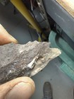 Fossil Devonian Fish Tooth