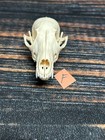 Real Red Fox Unique Animal Mount Halloween Skull Art Craft Mountain Man Canine