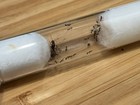Solenopsis Invicta Queen Ant With Brood And Workers Feeder Insects