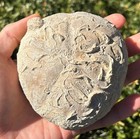 Big Texas Fossil Echinoid Macraster Sp  3 92    Cretaceous Age Sea Urchin Weno Fm