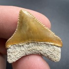 Posterior Megalodon Tooth Gem 1 07    Bone Valley Florida All Natural Shark Tooth