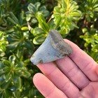 Great White Shark Tooth 2 0 Inches Real Fossil Sharks Teeth Free Shipping