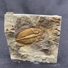 Trilobite Fossil Real Fossils Come From Western Hunan Of China For Collections A