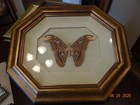 Vintage Estate Framed Butterfly Taxidermy Attacus Atlas Moth