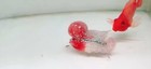 Sale Off    Exotic Flowerhorn Big Kok 3 Inches  Live Fish