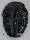 1 0  Elrathia Kingii Trilobite  Fossil Cambrian Age Delta  Utah