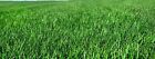 Kentucky 31 Tall Fescue Grass Turf Seed Heat Drought Wear Tolerant Many Sizes