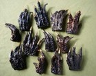 4 Alligator Feet Set  Taxidermy Gator Claw  Oddities  Alligator Mississippiensis