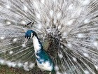  5  Peacock Peafowl Hatching Eggs Variety Pack   ready Now   npip 