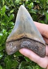 Georgia Megalodon Shark Tooth Fossil Not Chubutensis