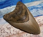 Megalodon Shark Tooth 4 1 16  Sharks Teeth Big Jaw Fossil Real Megladon Serrated