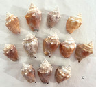 Lot 12 Fighting Conch Seashells Florida Nautical Seashells Beach Wedding Decor C