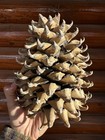 Single Giant Coulter Pinecone 9 inches For Decoration Or Crafts