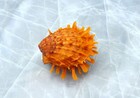 Orange Spiny Oyster Seashell Pair Spondylus  1 Shell Pair Approx  2  Inches 