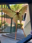 Actias Dubernardi Chinese Luna Moth Framed Floating Display  7x7    Yunnan Cn No 2