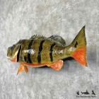  30378 Wc   47  Peacock Bass Reproduction Taxidermy Mount For Sale