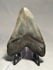 Megalodon Tooth 4 3 4  Fossil No Restorations Shark Teeth Beautiful Color